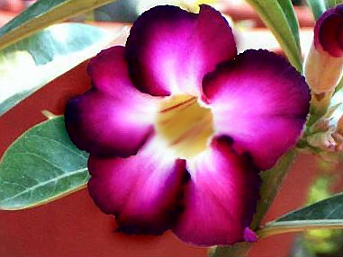Adenium Obesum 'Violet Siam' x 5 Seeds - Click Image to Close
